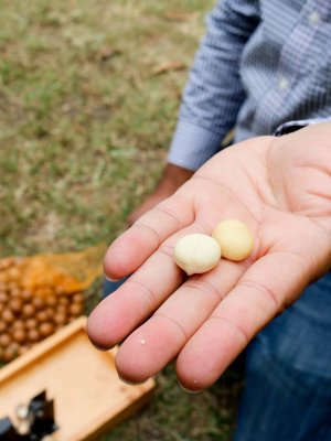 Macadamias are Australia’s second-biggest nut export, predicted to be worth $350 million by 2025.